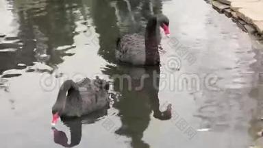 两只美丽的黑天鹅在湖里游泳。 一个清洁自己。 实时行动。