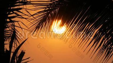 在棕榈叶的<strong>背景</strong>下，大太阳的<strong>红日</strong>落之美令人惊叹
