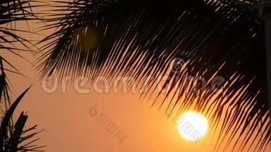 在棕榈叶的背景下，大太阳的红日落之美令人惊叹