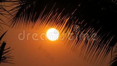 在棕榈叶的背景下，大太阳的红日落之美<strong>令人惊叹</strong>