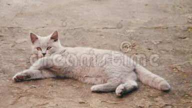 可爱的绒毛白猫躺在院子里