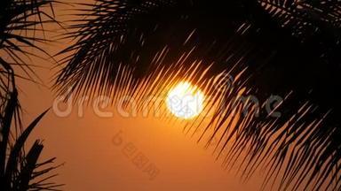 在棕榈叶的背景下，大太阳的红日落之美令人惊叹