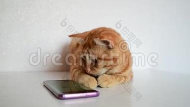猫用电脑游戏鼠标玩智能手机