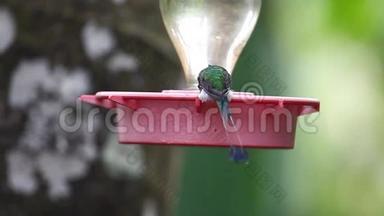 在厄瓜多尔，Ocreatusunderwoodii<strong>推出</strong>了球拍尾巴，参观了一个喂食器