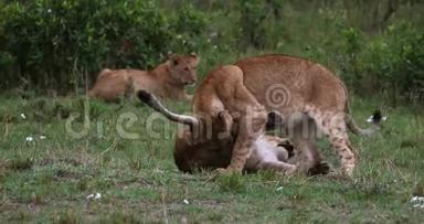 非洲狮子，美洲狮，美洲狮，美洲狮，肯尼亚马赛马拉公园，