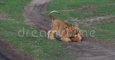 非洲狮子，美洲狮，美洲狮，美洲狮，肯尼亚马赛马拉公园，