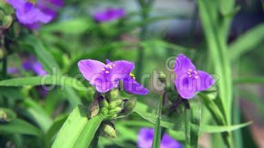 几朵花，坎帕努拉，波滕夏拉，紫色