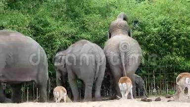 亚洲象