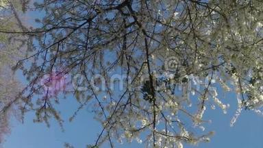 春天在蓝天上绽放。 美丽的自然景象与盛开的树。 春天的花。 美丽的果园。 春天。