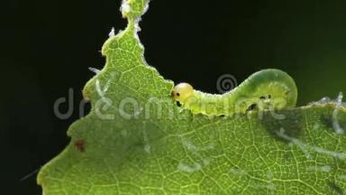 食绿叶的幼虫，时间流逝