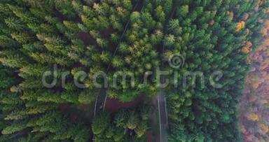 空中俯视汽车行驶在簪弯转弯路上的乡村秋林。 橙色，绿色