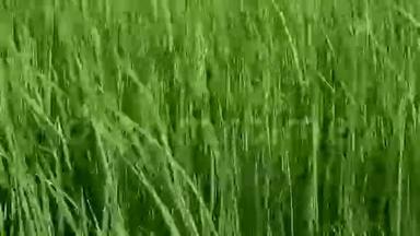 微风吹过水稻作物