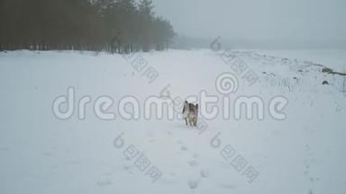 年轻的女人带着混种狗靠近冰冻的<strong>河流</strong>后景，雾蒙蒙的天气在森林里靠近<strong>河流</strong>。 冬季