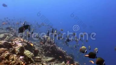 马尔代夫海底神奇海底蝴蝶鱼学校。