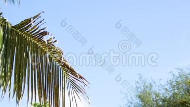 热带海岛度假田园背景.. 晴天有蓝天的外来沙质棕榈树和其他植物