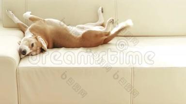 小猎犬睡在沙发上，当注意到某人时，尾巴会旋转