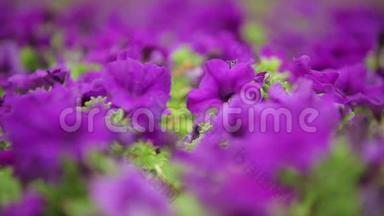 紫色的花朵，动态变化的焦点