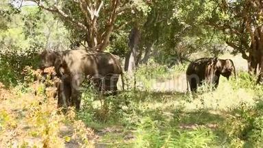 斯里兰卡亚拉国家公园的大象。