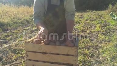 成年女农民收集新鲜土豆并将其分类放入木箱。 在花园里收获幼薯