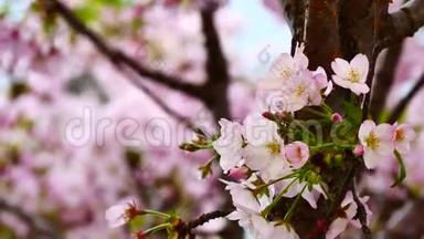 自然视频特写日本樱花在樱花树上是风盛开的春季季节，4K或UHD<strong>分辨</strong>率