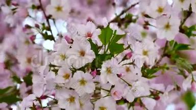 自然视频特写日本樱花在樱花树上是风盛<strong>开春</strong>季节，4K或UHD分辨率