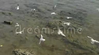 许多海鸥在海中飞翔，在礁石上飞翔，在清道城的海滨水坝上飞翔.