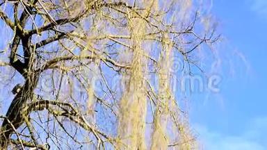 巴比伦柳树，巴比伦，在风中