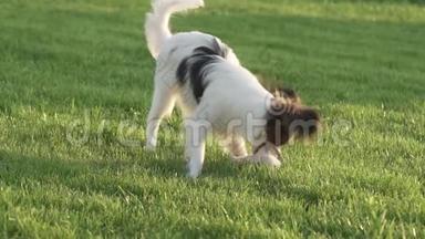 帕皮隆大陆玩具猎犬小狗帕皮隆大陆玩具猎犬小狗在绿色草坪上与毛绒老鼠玩耍