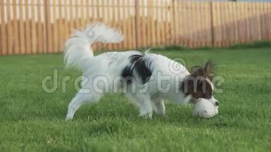 帕皮龙大陆玩具小狗玩毛绒老鼠在绿色草坪股票视频短片