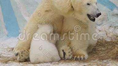 一个冬天，北极熊坐在动物园里喂幼崽