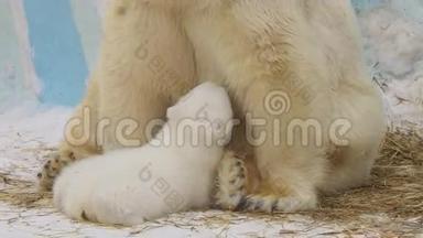 北极熊坐在<strong>动物园</strong>里喂幼崽