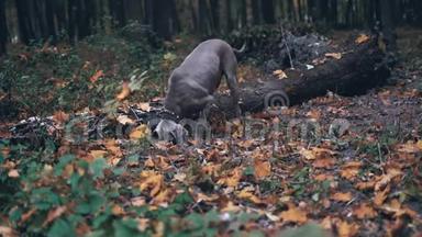 猎狗品种维马兰纳银鬼在森林里的地上<strong>挖洞</strong>