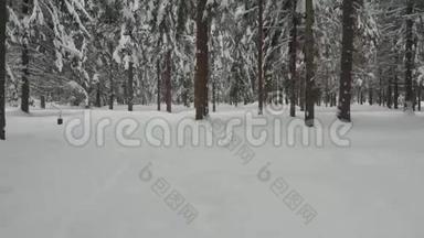 冬天的针叶林，白雪覆盖的松树，冬天寒冷的风景