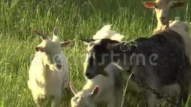 白山羊在田里放牧。 小山羊在链子上。 山羊妈妈，两只山羊。