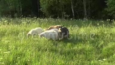 白山羊在田里放牧。 小山羊在链子上。 山羊妈妈，两只山羊。