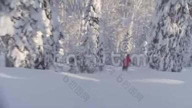 西伯利亚的滑雪场。 一个人骑在雪林下的山上。