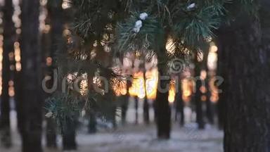 松枝在<strong>冬日</strong>的<strong>阳光</strong>下，冬林中，近处，雪覆盖着森林，日落时雪花在<strong>阳光</strong>下闪闪发光。