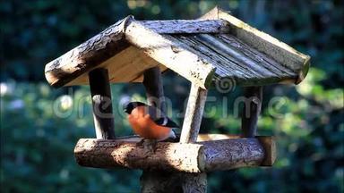 鸟雀在鸟屋里吃东西
