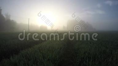 美丽的晨雾在农田和日出，时间流逝4K
