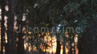 雪在松枝上，美丽的松枝在日落时摆动着风，冬日的晚林在阳光的映衬下