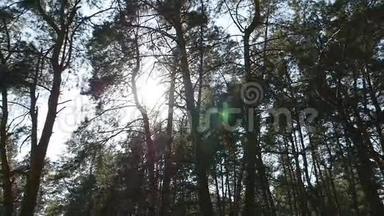 在一片茂密的落叶林中追踪射击。 阳光透过树闪闪发光。 阳光照耀的森林。 太阳光线