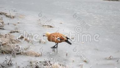 鲁迪·谢尔德克在冰冻的池塘边散步