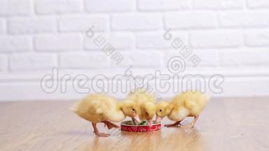 三只小黄鸭从盘子里喝水。 印花，白色背景。