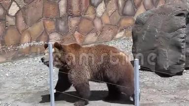 棕熊在动物园里迷人的散步