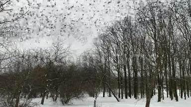 许多鸟在冬天的森林里飞翔。 树林和树木的轮廓与灰色的天空。