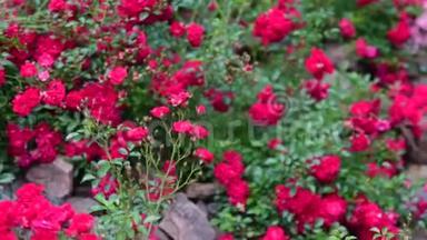 岩园蔷薇泛观.. 带玫瑰的假山