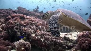 海龟和潜水员在清洁的海底水下在马尔代夫。