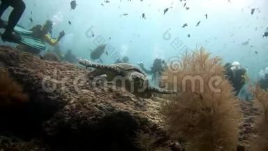 绿海龟和潜水员在清洁的海底水下马尔代夫。