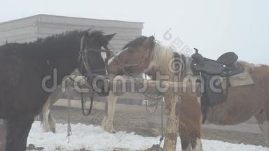 马在农场的驿站，冬天在浓雾中。