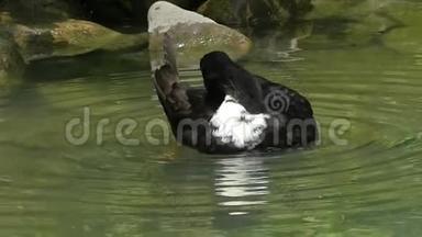 一只黑白相间的鸭子用喙在邋遢中清理羽毛